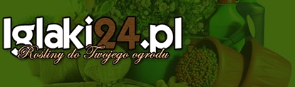 Iglaki24.pl - Internetowy sklep ogrodniczy z roślinami