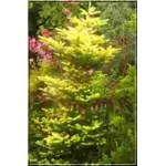 Abies concolor Aurea - Jodła jednobarwna Aurea szczep. C5 60-80cm