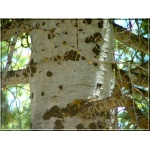 Abies concolor Compacta - Jodła jednobarwna Compacta szczep. C5 40-60cm