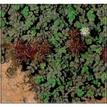 Acaena microphylla - Acena drobnolistna - czerwony, wys. 15, kw. 7/8 FOTO