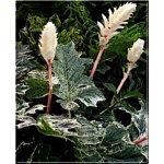 Acanthus mollis Whitewater - Akant miękki Whitewater - biało-różowy, wys. 80, kw. 7/8 C5 xxxy