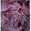 Acer palmatum Firecracker - Klon palmowy Firecracker FOTO