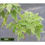 Acer platanoides Drummondii - Klon pospolity Drummondii PA _130-150cm C7,5 _130-160cm