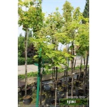 Acer platanoides Drummondii - Klon pospolity Drummondii PA _150-180cm C7,5 _150-180cm 