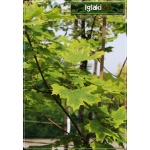 Acer platanoides Drummondii - Klon pospolity Drummondii PA _130-150cm C7,5 _130-160cm