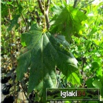 Acer platanoides Globosum - Klon zwyczajny Globosum ob. 6-8 PA _180-200cm C_12 _250-280cm