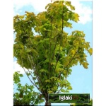 Acer platanoides Globosum - Klon zwyczajny Globosum PA _150-180 C_10 _170-200cm