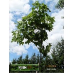 Acer platanoides Globosum - Klon zwyczajny Globosum PA _180-200 C_15 _200-220cm