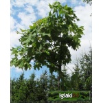 Acer platanoides Globosum - Klon zwyczajny Globosum ob. _10-12 PA _250-300cm C_47 _250-300cm