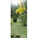 Acer platanoides Golden Globe - Klon pospolity Golden Globe PA _130-150cm C7,5 _130-160cm