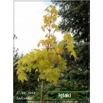 Acer platanoides Golden Globe - Klon pospolity Golden Globe PA _150-200cm C7,5 _150-220cm