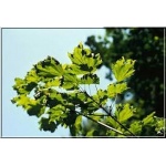 Acer platanoides Laciniatum - Klon pospolity Laciniatum FOTO