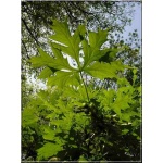 Acer platanoides Laciniatum - Klon pospolity Laciniatum FOTO