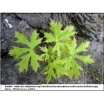 Acer platanoides Palmatifidum - Klon pospolity Palmatifidum ob. 6-8 PA _150-180cm C7,5 _150-180cm