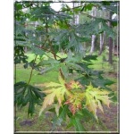 Acer platanoides Palmatifidum - Klon pospolity Palmatifidum ob. 6-8 PA _150-180cm C7,5 _150-180cm