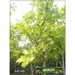 Acer pseudoplatanus Leopoldii - Klon jawor Leopoldii PA _150-200cm C_10 _150-200cm