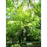 Acer pseudoplatanus Leopoldii - Klon jawor Leopoldii PA _130-150cm C_10 _130-160cm 