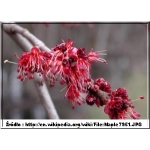 Acer rubrum - Klon czerwony FOTO