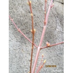 Acer rubrum - Klon czerwony C5 120-160cm 
