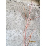 Acer rubrum - Klon czerwony C5 120-160cm 