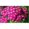 Achillea millefolium Cherry Queen - Krwawnik pospolity Cherry Queen czerwono-różowe, wys 70, kw 6/9 FOTO
