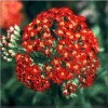 Achillea millefolium Paprika - Krwawnik pospolity Paprika - ognisto czerwony, wys 70, kw 6/9 FOTO