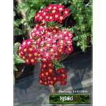 Achillea millefolium Paprika - Krwawnik pospolity Paprika - ognisto czerwony, wys 70, kw 6/9 C2 