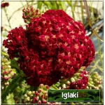 Achillea millefolium Red Velvet - Krwawnik pospolity Red Velvet - czerwone, wys. 60, kw. 7/10 C0,5