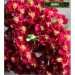 Achillea millefolium Red Velvet - Krwawnik pospolity Red Velvet - czerwone, wys. 60, kw. 7/10 C2