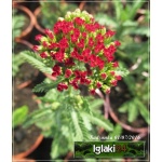 Achillea millefolium Red Velvet - Krwawnik pospolity Red Velvet - czerwone, wys. 60, kw. 7/10 C2