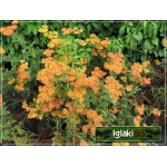 Achillea millefolium Safran - Krwawnik pospolity Safran - pomarańczowe, wys. 70, kw. 6/9 FOTO 