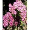 Achillea millefolium Saucy Seduction - Krwawnik pospolity Saucy Seduction - różowe, wys. 60, kw. 7/9 FOTO 
