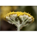 Achillea tomentosa - Krwawnik kutnerowaty - złocisty, wys 20, kw 5/8 FOTO