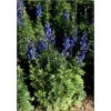 Aconitum napellus Newry Blue - Tojad mocny Newry Blue - niebieskie, wys. 90, kw. 6/8 C0,5 xxxy zzzz