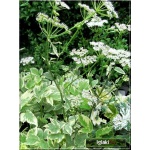 Aegopodium podagrina Variegatum - Podagrycznik pospolity Variegatum - biały, pstre liście, wys 50, kw 6/7 C1,5 P xxxy