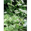 Aegopodium podagrina Variegatum - Podagrycznik pospolity Variegatum - biały, pstre liście, wys 50, kw 6/7 C0,5 xxxy