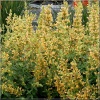 Agastache Kudos Yellow - Kłosowiec Kudos Yellow - żółte, wys. 50, kw. 6/9 C0,5