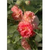 Alcea rosea flore pleno - Malwa ogrodowa pomarańczowo-łososiowa - pomarańczowo-łososiowa, wys. 250, kw 7/9 FOTO