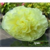 Alcea rosea flore pleno - Malwa ogrodowa żółta - żółta, wys. 250, kw 7/9 FOTO 