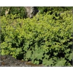 Alchemilla mollis - Przywrotnik ostroklapowy - żółty, wys 60, kw 6/8 C0,5