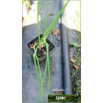 Allium schoenoprasum - Czosnek szczypiorek - Szczypiorek - wys.  40, kw. 5/7 C0,5 