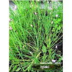 Allium schoenoprasum Staro - Czosnek szczypiorek Staro - wys.  40, kw. 5/7 FOTO 