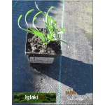Allium Senescens spirale - Czosnek sinawy spirale - purpurowy ,spiralny liśc  wys 20, kw 5/7 C0,5