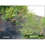 Alnus glutinosa Imperialis - Olsza czarna Imperialis FOTO 