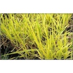 Alopecurus pratensis Aureovariegata - Wyczyniec łąkowy Aureovariegata - żółtopaskowany, wys 30, kw 5/7 FOTO