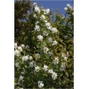 Amelanchier alnifolia - Świdośliwa olcholistna - białe FOTO