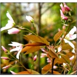 Amelanchier grandiflora Robin Hill - Świdośliwa wielkokwiatowa Robin Hill FOTO