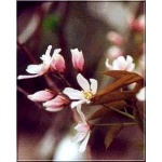 Amelanchier grandiflora Robin Hill - Świdośliwa wielkokwiatowa Robin Hill FOTO