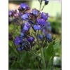 Anchusa azurea Loddon Royalist - Farbownik lazurowy Loddon Royalist - niebieskie, wys. 40/100, kw. 6/7 C2 xxxy zzzz