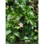 Anemone hupehensis Splendens - Zawilec japoński Splendens - różowy, wys 80, kw 8/10 C2 
